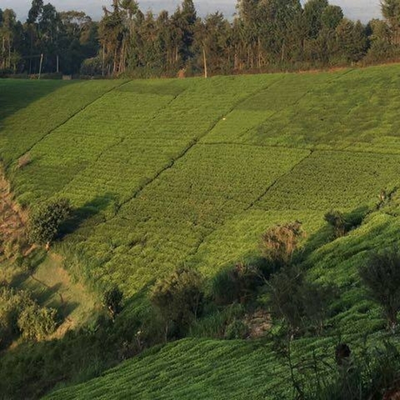 Meet your Posher, Kajuju - Picture 1 of 1